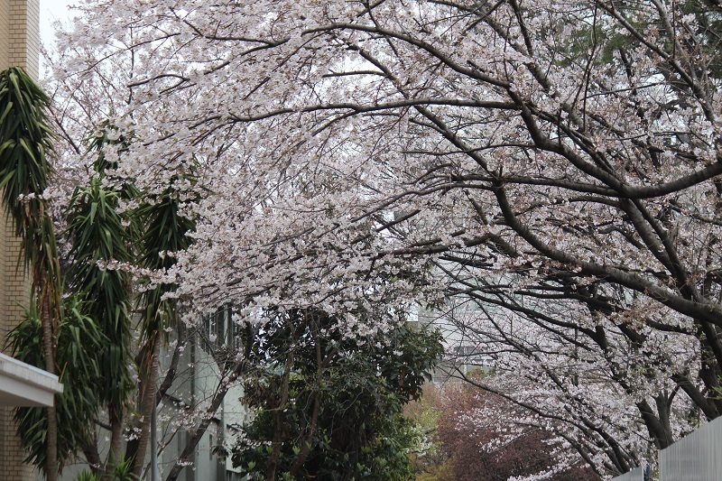 20190330-C01.jpg